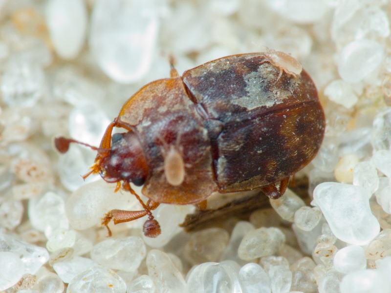 Omosita colon (Linnaeus, 1758)